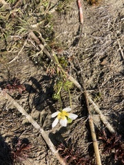 Ranunculus aquatilis