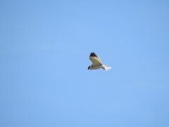 Elanus caeruleus caeruleus