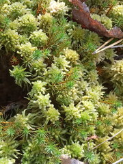 Sphagnum angustifolium