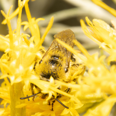 Apinae