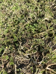 Ranunculus aquatilis