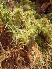 Sphagnum angustifolium