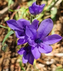 Babiana angustifolia