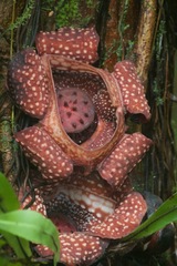 Rafflesia lagascae
