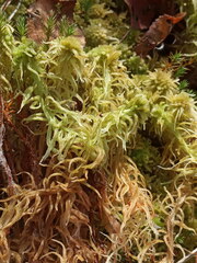 Sphagnum angustifolium