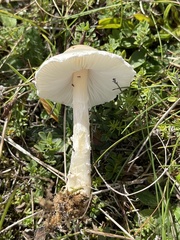 Lepiota erminea
