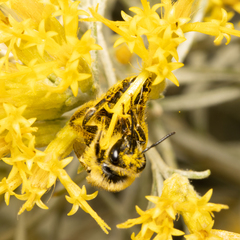 Apinae