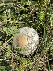 Lepiota erminea