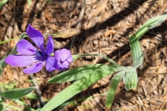 Babiana angustifolia