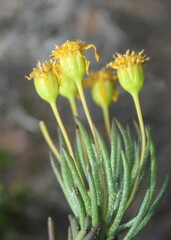 Euryops rehmannii