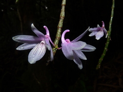Dendrobium ceraula