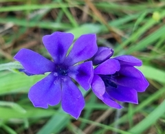 Babiana angustifolia