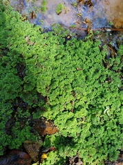 Azolla filiculoides