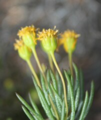 Euryops rehmannii