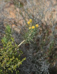 Euryops rehmannii