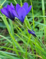 Babiana angustifolia