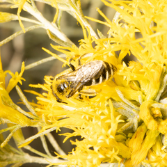 Apinae