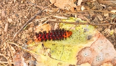 Phaegopterina