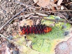 Phaegopterina