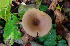 Pseudoclitocybe