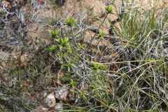 Pteronia fasciculata
