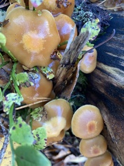 Kuehneromyces mutabilis