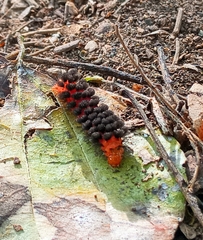 Phaegopterina