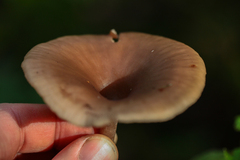 Pseudoclitocybe