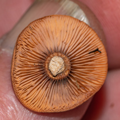Russularia