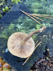 Kuehneromyces mutabilis