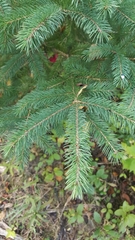 Picea