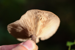 Pseudoclitocybe