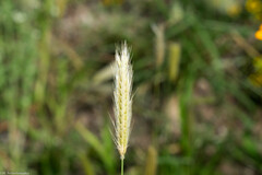 Chloris virgata