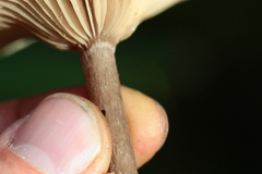 Pseudoclitocybe