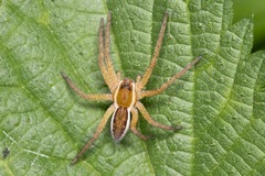 Dolomedes fimbriatus