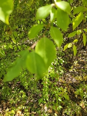 Forestiera pubescens