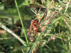 Polistes fuscatus