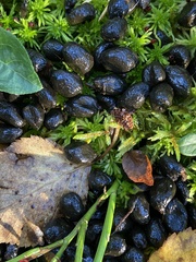 Capreolus capreolus