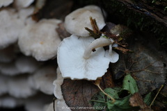 Ossicaulis lignatilis