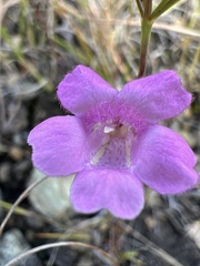 Agalinis decemloba