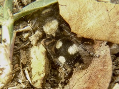 Dasylabris atrata