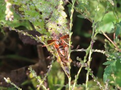 Polistes fuscatus