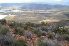 Pteronia fasciculata