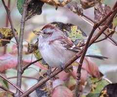 Spizelloides arborea