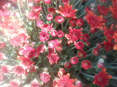 Chrysanthemum morifolium