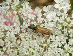 Oedemera femorata