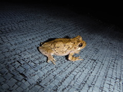 Hyla chrysoscelis