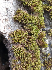 Nyholmiella obtusifolia
