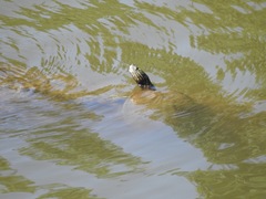 Graptemys sabinensis