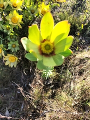 Leucadendron